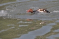 red-crested pochard, pochards-09